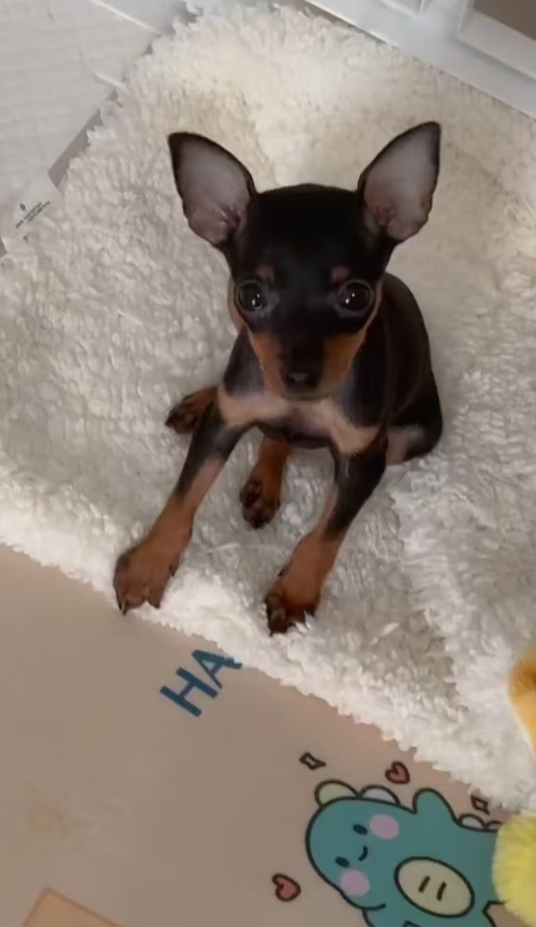 小鹿犬四肢修长，身姿优美，活泼可爱，不掉毛，没体味